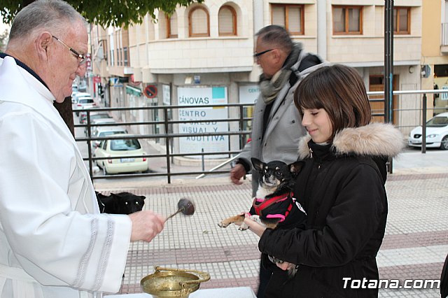 Bendicin de animales San Antn Totana 2019 - 460