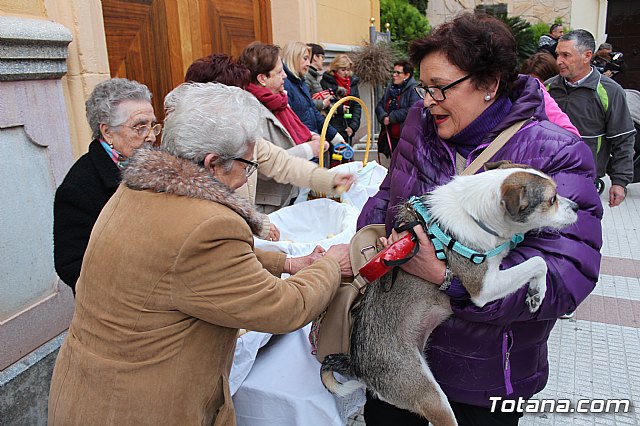 Bendicin de animales San Antn Totana 2019 - 462