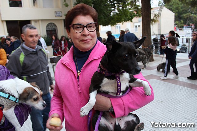Bendicin de animales San Antn Totana 2019 - 463