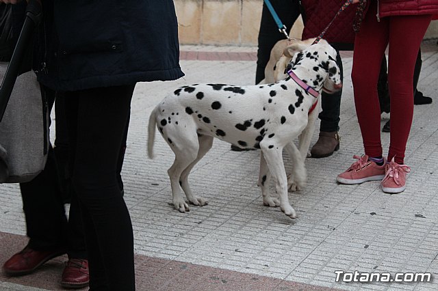 Bendicin de animales San Antn Totana 2019 - 468
