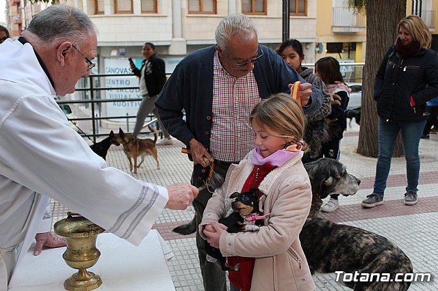Bendicin de animales San Antn Totana 2019 - 472