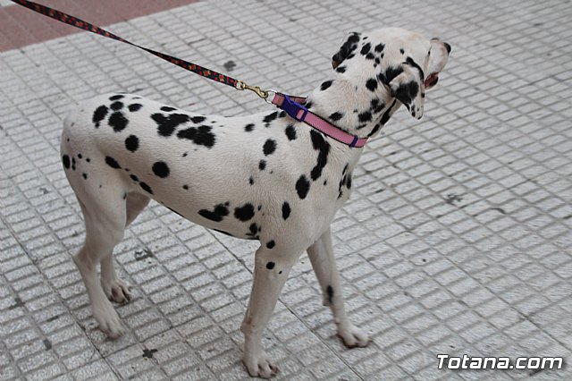 Bendicin de animales San Antn Totana 2019 - 475