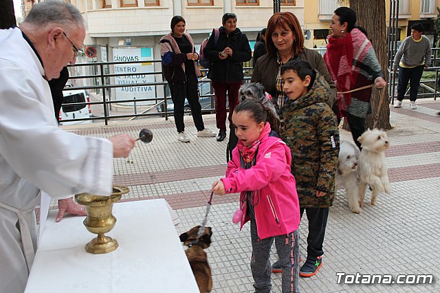 Bendicin de animales San Antn Totana 2019 - 477