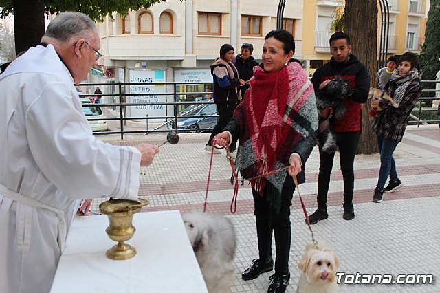 Bendicin de animales San Antn Totana 2019 - 480