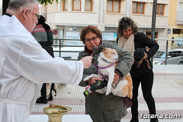 Bendicin de animales San Antn Totana 2019 - 483