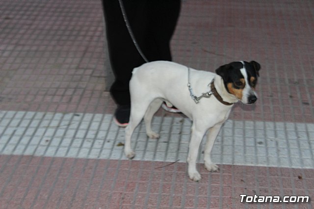 Bendicin de animales San Antn Totana 2019 - 513