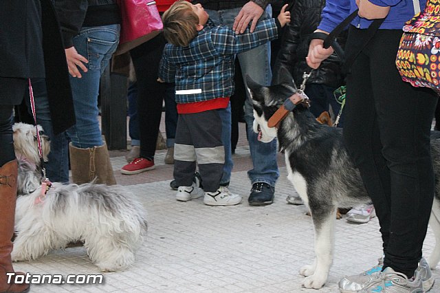 Los animales recibieron la bendicin en el da de su patrn, San Antn Abad - 2013 - 24