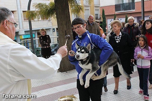 Los animales recibieron la bendicin en el da de su patrn, San Antn Abad - 2013 - 45