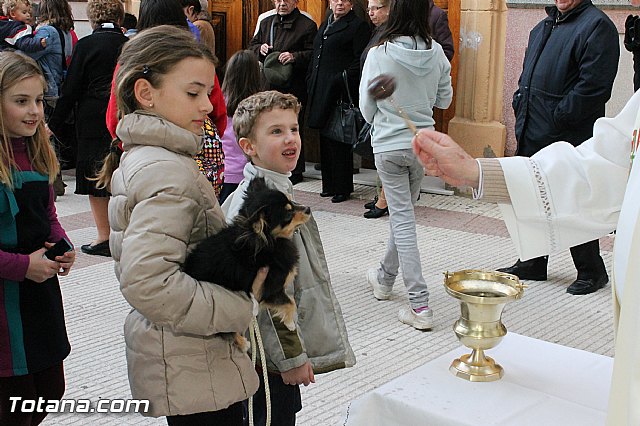 Los animales recibieron la bendicin en el da de su patrn, San Antn Abad - 2013 - 50