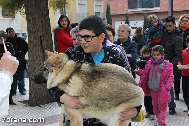 Los animales recibieron la bendicin en el da de su patrn, San Antn Abad - 2013 - 62