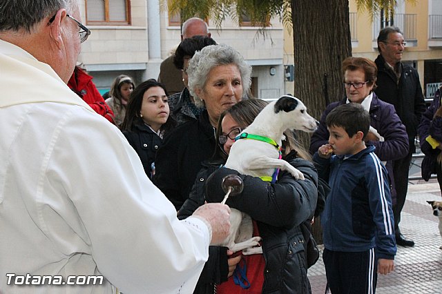 Los animales recibieron la bendicin en el da de su patrn, San Antn Abad - 2013 - 85
