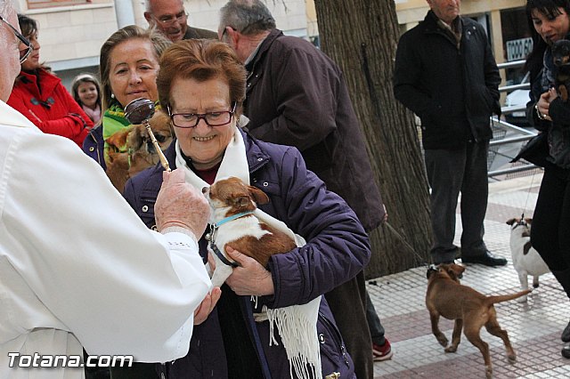 Los animales recibieron la bendicin en el da de su patrn, San Antn Abad - 2013 - 87