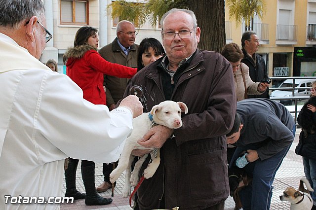 Los animales recibieron la bendicin en el da de su patrn, San Antn Abad - 2013 - 89