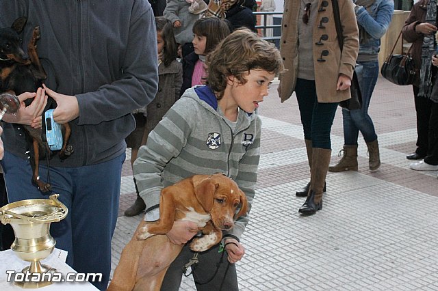 Los animales recibieron la bendicin en el da de su patrn, San Antn Abad - 2013 - 93