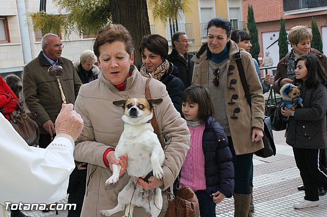 Los animales recibieron la bendicin en el da de su patrn, San Antn Abad - 2013 - 94