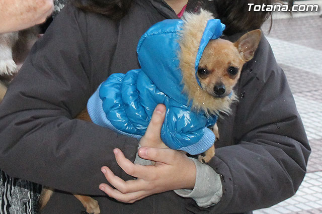 Los animales recibieron la bendicin en el da de su patrn, San Antn Abad - 2013 - 97