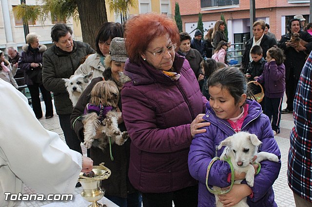 Los animales recibieron la bendicin en el da de su patrn, San Antn Abad - 2013 - 107