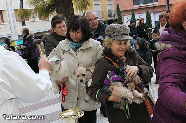 Los animales recibieron la bendicin en el da de su patrn, San Antn Abad - 2013 - 108