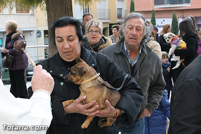Los animales recibieron la bendicin en el da de su patrn, San Antn Abad - 2013 - 111