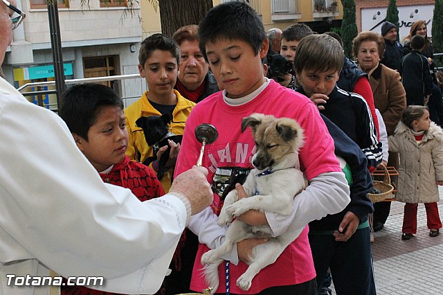 Los animales recibieron la bendicin en el da de su patrn, San Antn Abad - 2013 - 120