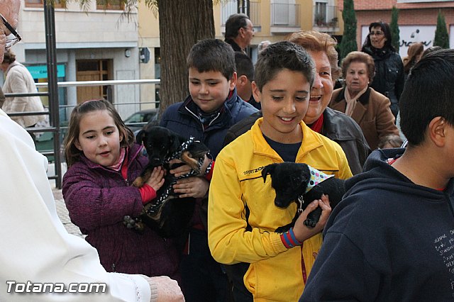 Los animales recibieron la bendicin en el da de su patrn, San Antn Abad - 2013 - 122