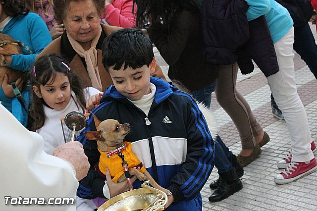 Los animales recibieron la bendicin en el da de su patrn, San Antn Abad - 2013 - 127