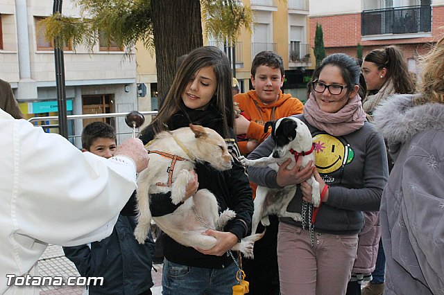 Los animales recibieron la bendicin en el da de su patrn, San Antn Abad - 2013 - 132