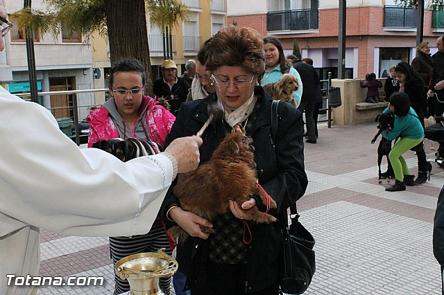 Los animales recibieron la bendicin en el da de su patrn, San Antn Abad - 2013 - 135
