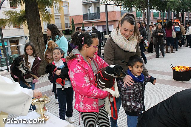 Los animales recibieron la bendicin en el da de su patrn, San Antn Abad - 2013 - 137