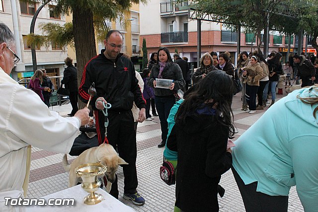 Los animales recibieron la bendicin en el da de su patrn, San Antn Abad - 2013 - 140