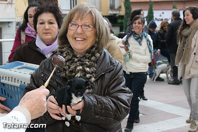 Los animales recibieron la bendicin en el da de su patrn, San Antn Abad - 2013 - 144