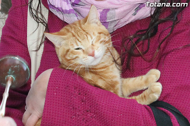 Los animales recibieron la bendicin en el da de su patrn, San Antn Abad - 2013 - 147