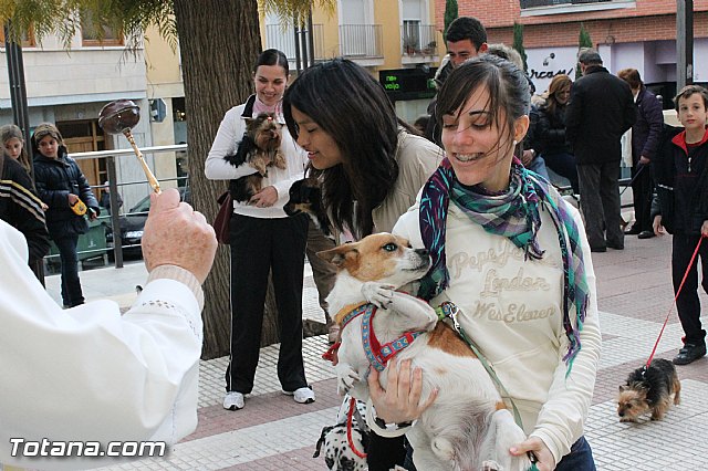 Los animales recibieron la bendicin en el da de su patrn, San Antn Abad - 2013 - 149