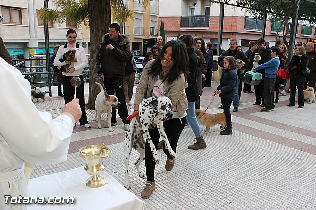 Los animales recibieron la bendicin en el da de su patrn, San Antn Abad - 2013 - 150