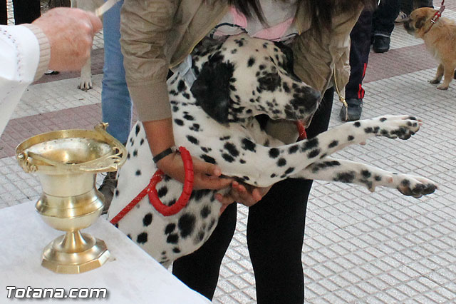 Los animales recibieron la bendicin en el da de su patrn, San Antn Abad - 2013 - 151