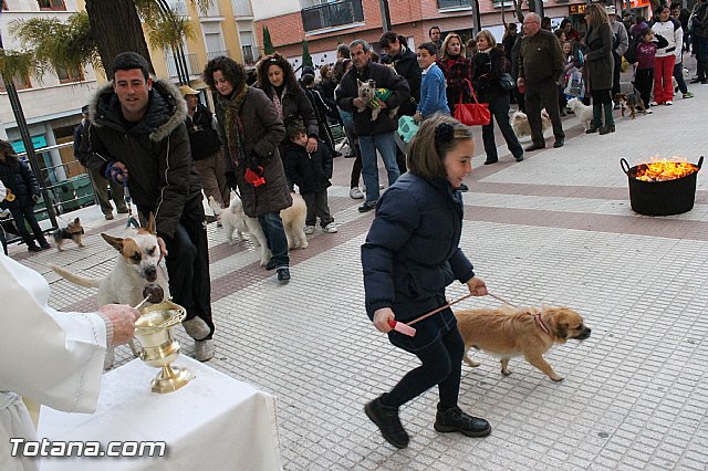 Los animales recibieron la bendicin en el da de su patrn, San Antn Abad - 2013 - 154