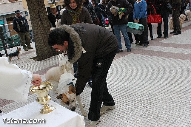 Los animales recibieron la bendicin en el da de su patrn, San Antn Abad - 2013 - 155