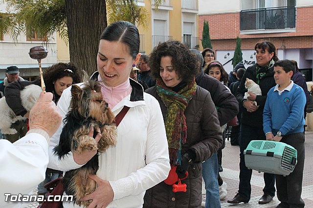 Los animales recibieron la bendicin en el da de su patrn, San Antn Abad - 2013 - 156