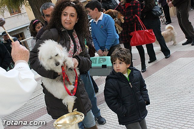 Los animales recibieron la bendicin en el da de su patrn, San Antn Abad - 2013 - 158