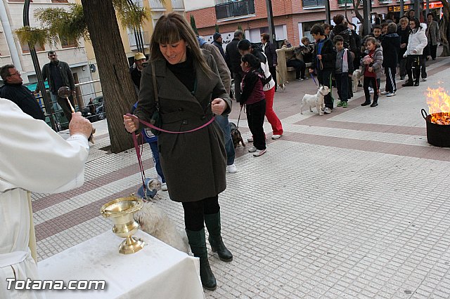 Los animales recibieron la bendicin en el da de su patrn, San Antn Abad - 2013 - 165