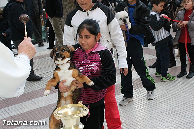 Los animales recibieron la bendicin en el da de su patrn, San Antn Abad - 2013 - 168