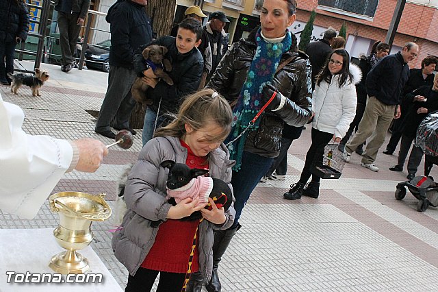 Los animales recibieron la bendicin en el da de su patrn, San Antn Abad - 2013 - 171