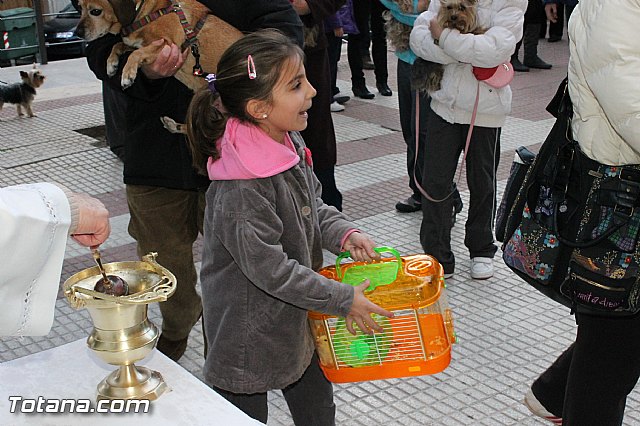 Los animales recibieron la bendicin en el da de su patrn, San Antn Abad - 2013 - 179