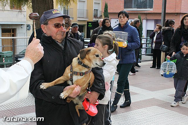 Los animales recibieron la bendicin en el da de su patrn, San Antn Abad - 2013 - 180
