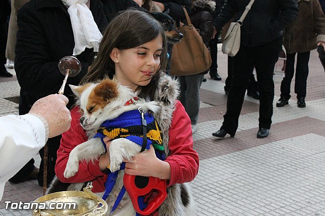 Los animales recibieron la bendicin en el da de su patrn, San Antn Abad - 2013 - 193