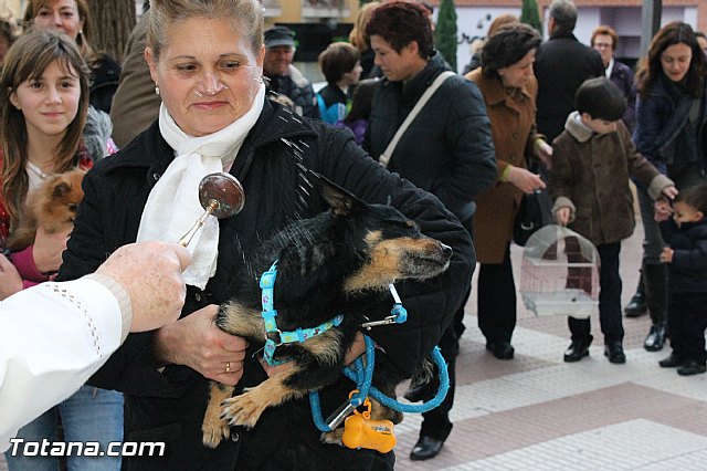 Los animales recibieron la bendicin en el da de su patrn, San Antn Abad - 2013 - 194