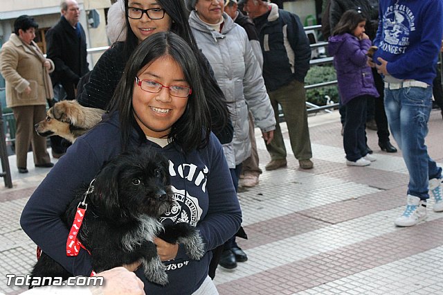 Los animales recibieron la bendicin en el da de su patrn, San Antn Abad - 2013 - 208