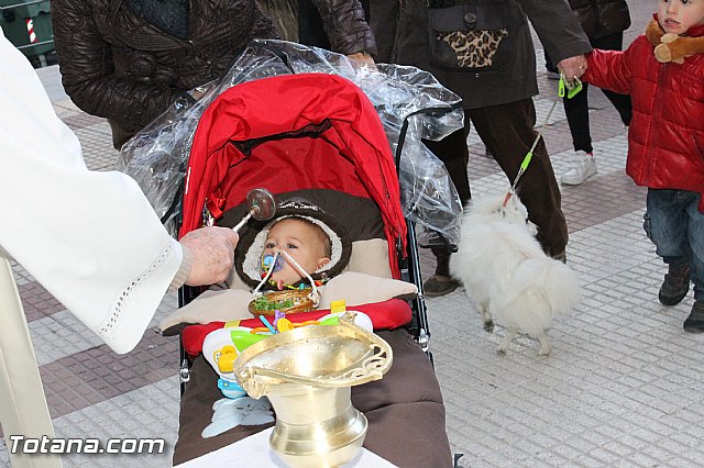 Los animales recibieron la bendicin en el da de su patrn, San Antn Abad - 2013 - 215