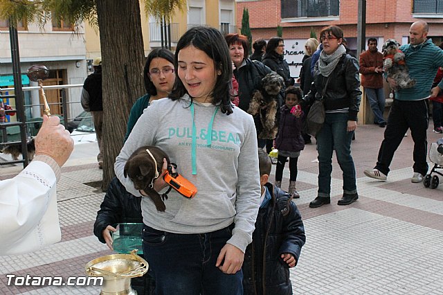 Los animales recibieron la bendicin en el da de su patrn, San Antn Abad - 2013 - 221