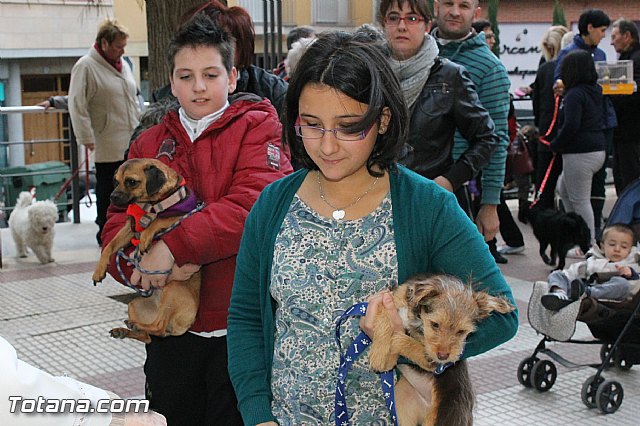 Los animales recibieron la bendicin en el da de su patrn, San Antn Abad - 2013 - 223